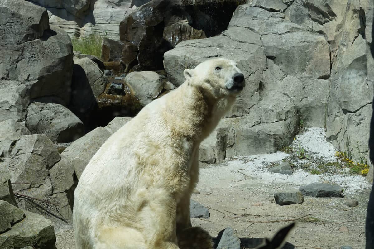 Eisbär im Zoo am Meer in Bremerhaven